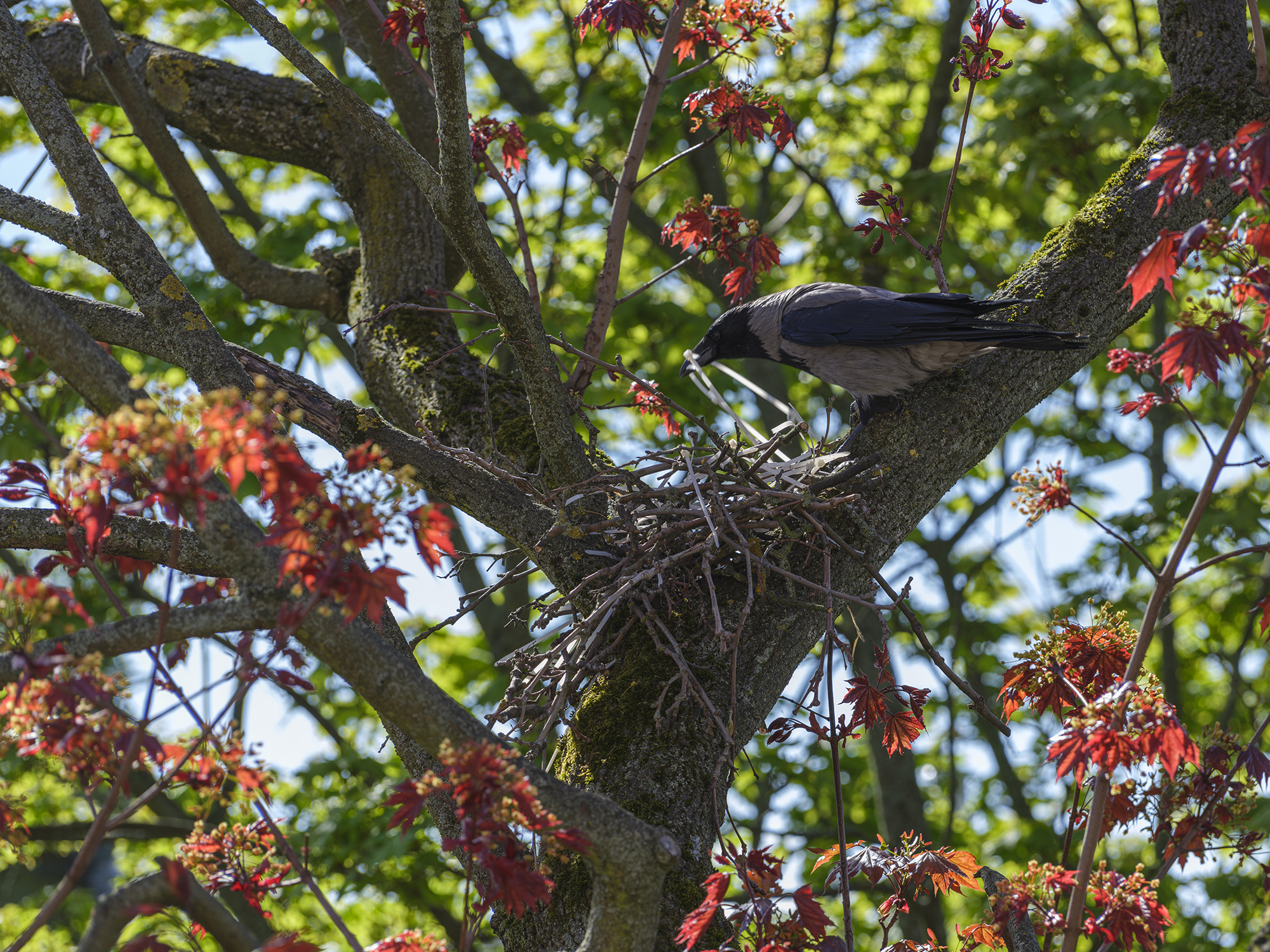 Auch Nebelkrähen ...